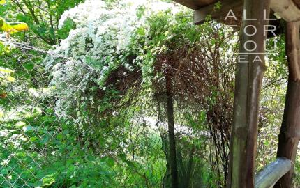 AFYREAL predaj drevenice na samote pod lesom pri Trnave