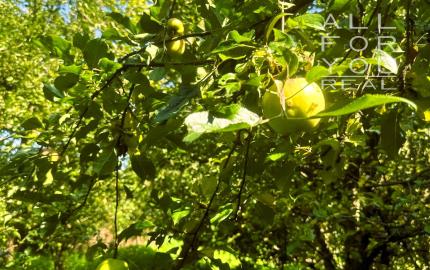 AFYREAL predaj drevenice na samote pod lesom pri Trnave