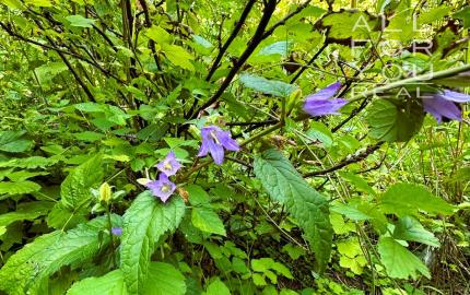 AFYREAL predaj drevenice na samote pod lesom pri Trnave