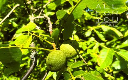 AFYREAL predaj drevenice na samote pod lesom pri Trnave