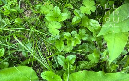 AFYREAL predaj drevenice na samote pod lesom pri Trnave