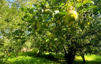 AFYREAL predaj drevenice na samote pod lesom pri Trnave