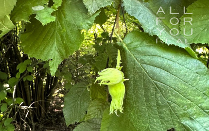 AFYREAL predaj drevenice na samote pod lesom pri Trnave