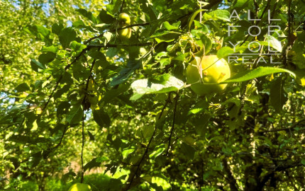 AFYREAL predaj drevenice na samote pod lesom pri Trnave