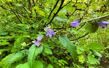 AFYREAL predaj drevenice na samote pod lesom pri Trnave