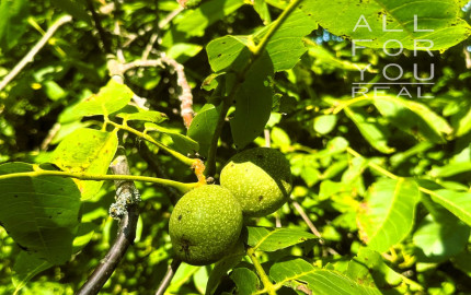 AFYREAL predaj drevenice na samote pod lesom pri Trnave