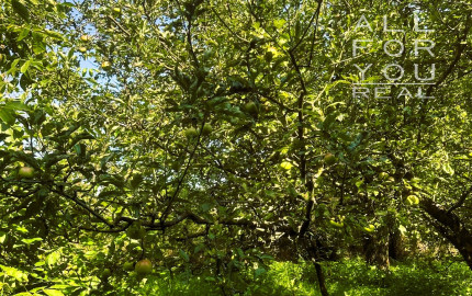 AFYREAL predaj drevenice na samote pod lesom pri Trnave