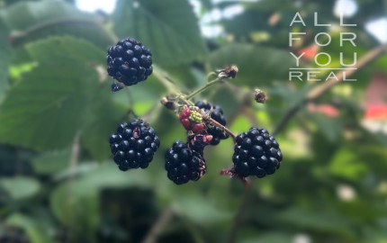 AFYREAL predaj drevenice na samote pod lesom pri Trnave