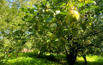 AFYREAL predaj drevenice na samote pod lesom pri Trnave