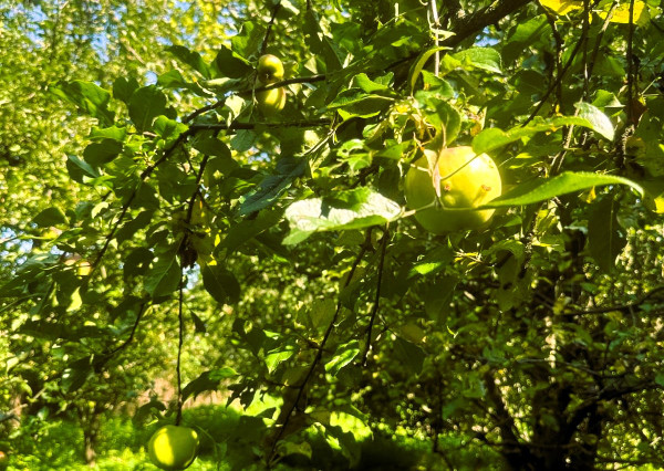 AFYREAL predaj drevenice na samote pod lesom pri Trnave