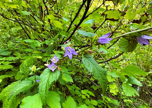 AFYREAL predaj drevenice na samote pod lesom pri Trnave