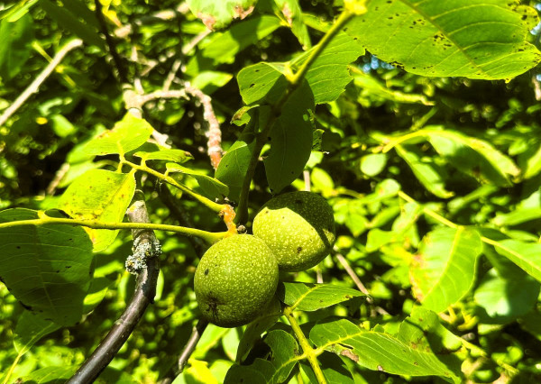 AFYREAL predaj drevenice na samote pod lesom pri Trnave