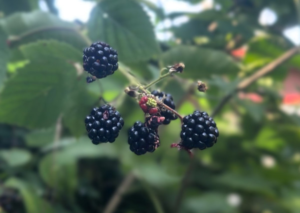 AFYREAL predaj drevenice na samote pod lesom pri Trnave