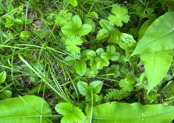 AFYREAL predaj drevenice na samote pod lesom pri Trnave