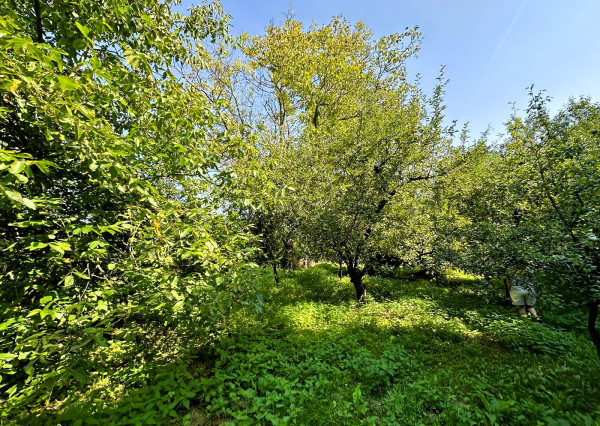 AFYREAL predaj drevenice na samote pod lesom pri Trnave