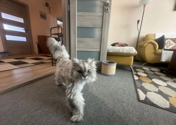 AFYREAL Predaj 4izb byt Vyšehradská Petržalka po staršej kompletnej rekonštrukcii, balkón