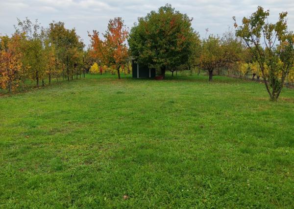 Ponúkame na predaj priestranný rodinný dom v srdci Tokajskej vínnej oblasti – Slovenské Nové Mesto.
