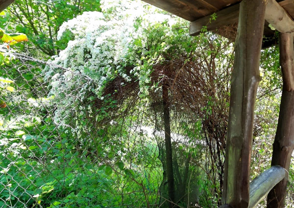 AFYREAL predaj drevenice na samote pod lesom pri Trnave