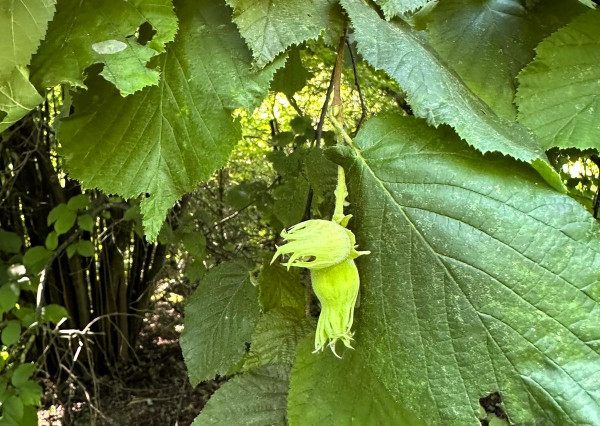 AFYREAL predaj drevenice na samote pod lesom pri Trnave