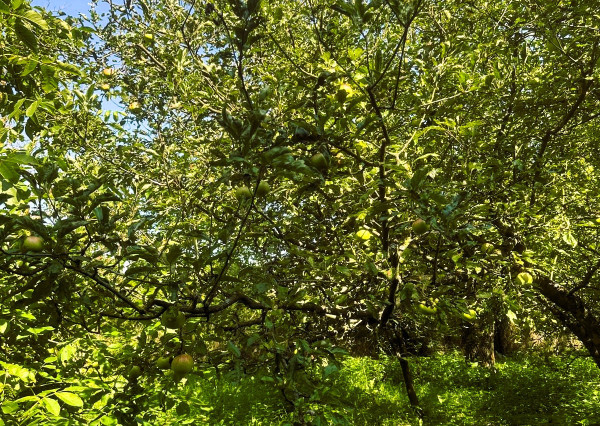 AFYREAL predaj drevenice na samote pod lesom pri Trnave