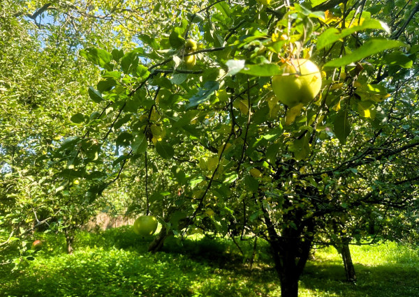 AFYREAL predaj drevenice na samote pod lesom pri Trnave
